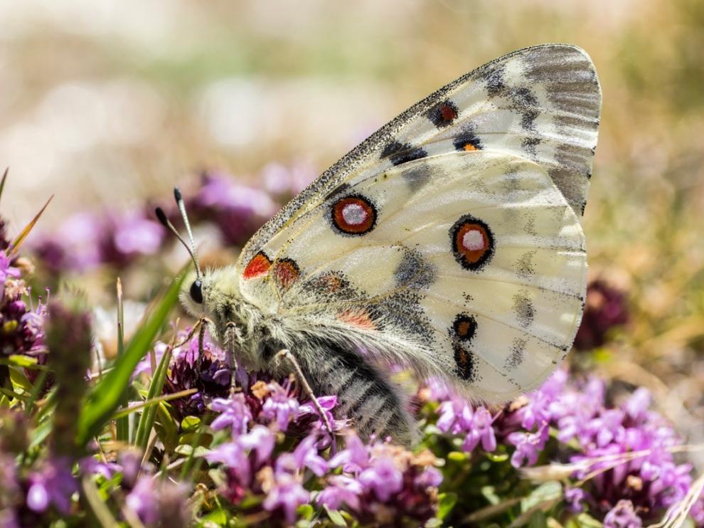 Mariposa Apolo, ‘Parnassius apollo’, una de las más vistosas que pueden verse en la zona.