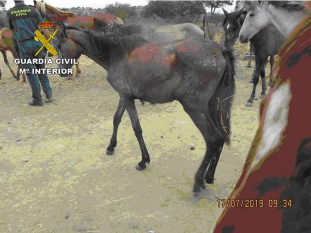 Los caballos estaban desnutridos y deshidratados.