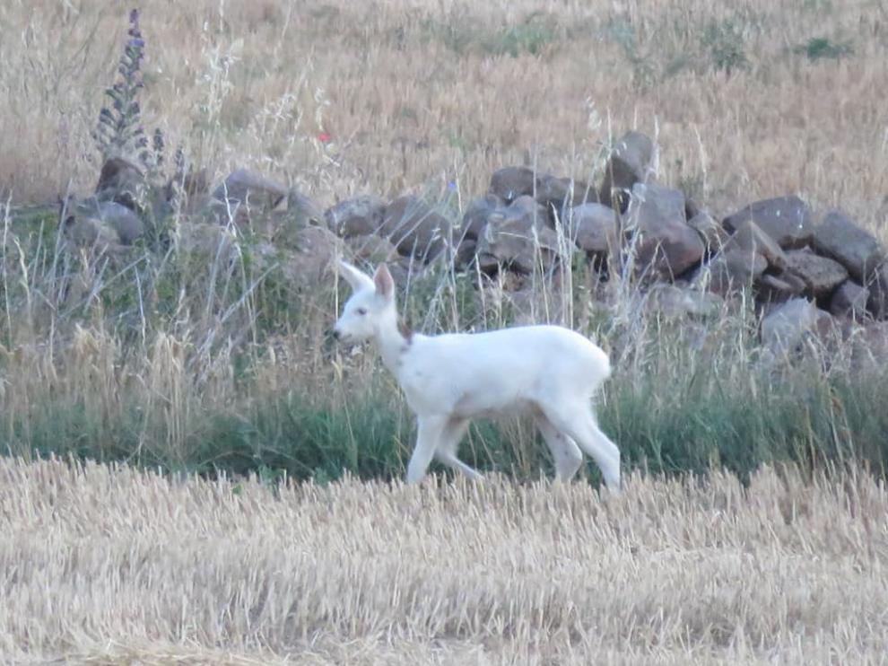 El corcino era totalmente blanco, salvo por una pequeña mancha marrón en la parte posterior del cuello.
