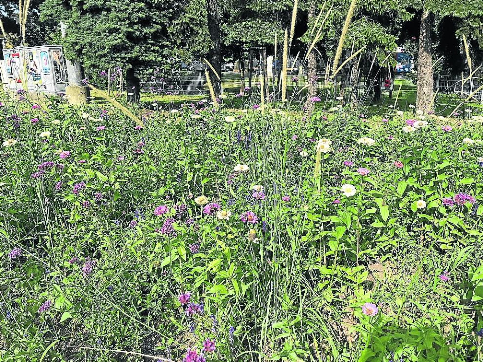 Un parterre con zinnias, verbenas, plumeros y salvias