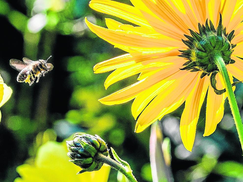 Las especies florales son beneficiosas para el incremento de las poblaciones de polinizadores.