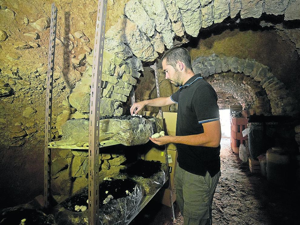 El joven Álvaro Alcalá, en el interior de una de las cuevas de Torrijo donde cultiva los champiñones.