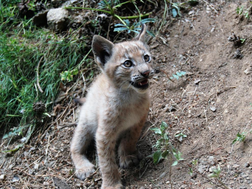 Nace el primer lince en el Pirineo catalán desde hace más de un siglo.