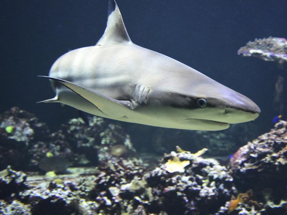 tiburón, tiburones