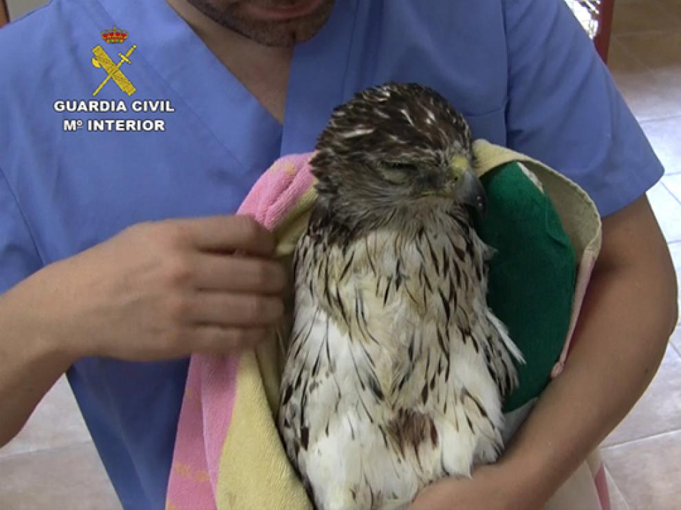 Uno de los 120 ejemplares de aves electrocutadas localizados por la Guardia Civil.