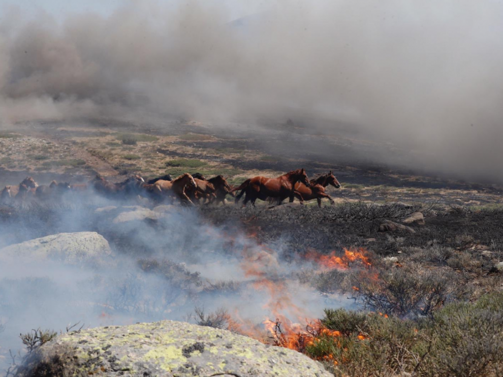 Los caballos que corrían asustados por el fuego declarado.