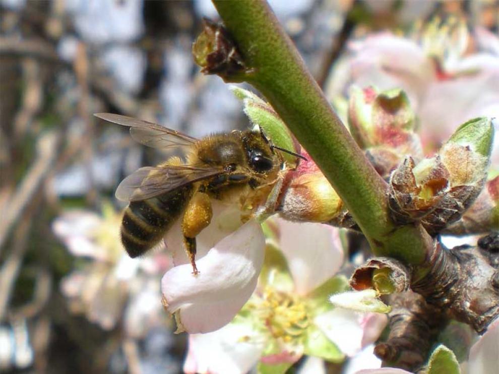 La abeja de la miel ('Apis mellifera') posee un aguijón que cuando pica se desprende de su cuerpo causándole la muerte y quedando fijado a la piel de la 'víctima'.
