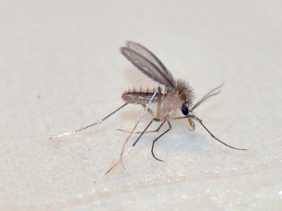 Los flebotomos y los jejenes miden solo 2 o 3 milímetros y no son tan abundantes como los mosquitos o las moscas negras, pero también pican al hombre. Además, los flebotomos transmiten la leishmaniasis.
