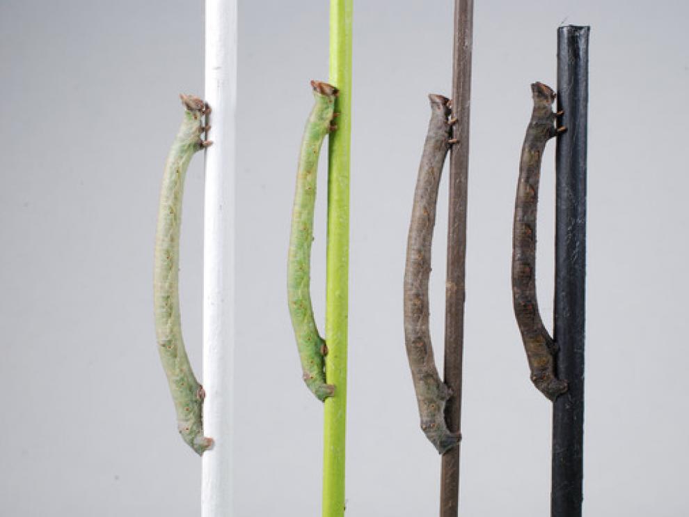 Las larvas de la polilla moteada cambian de color según la rama en la que estén
