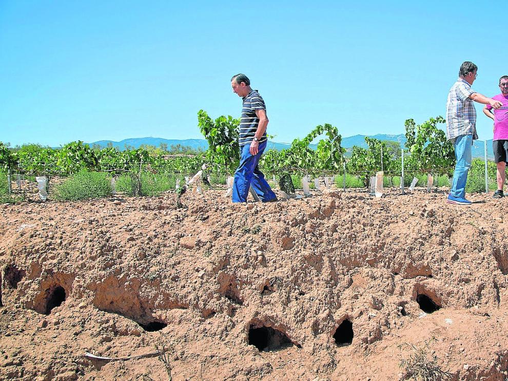 Manuel Benedí camina junto al talud de un viñedo, en la zona conocida como Camino del Pozo, donde se observan los cados hechos por los conejos. A la derecha, Ricardo Tapia, Pablo Cabello y Alberto Ruesca, que participaron en la visita junto a Juan Carlos Bernal.