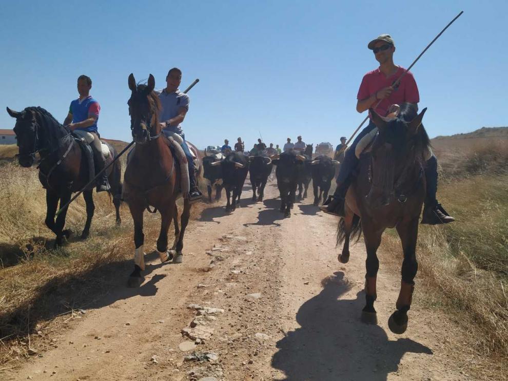 Caballistas y toros se dirigen hacia Grisel a través de campos.