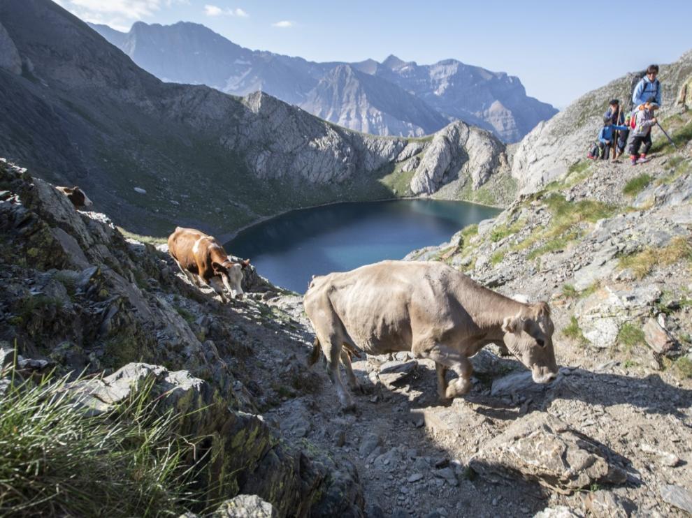 El ganado atraviesa los espectaculares paisajes del entorno de Bernatuara.