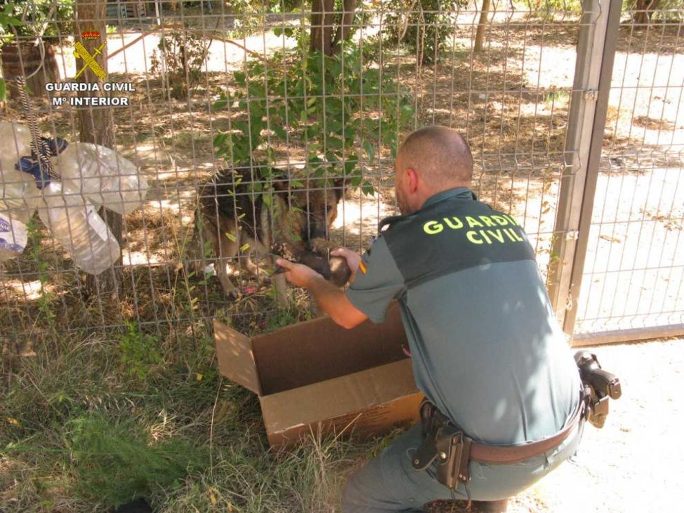 La Guardia Civil de Teruel rescata a 6 cachorros de pastor alemán enterrados vivos en una localidad del Bajo Aragón