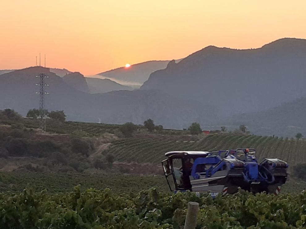 Primeros trabajos de vendimia en la bodega Enate.