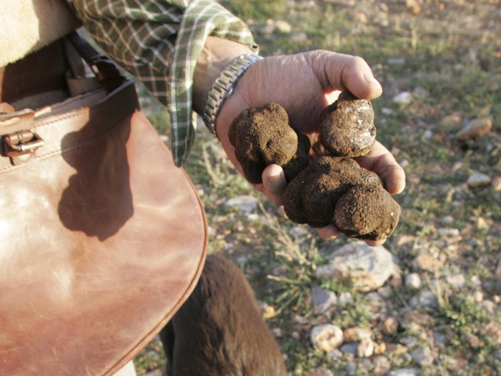 Un truficultor muestra las trufas recolectadas en una plantación de encinas de Gúdar-Javalambre.