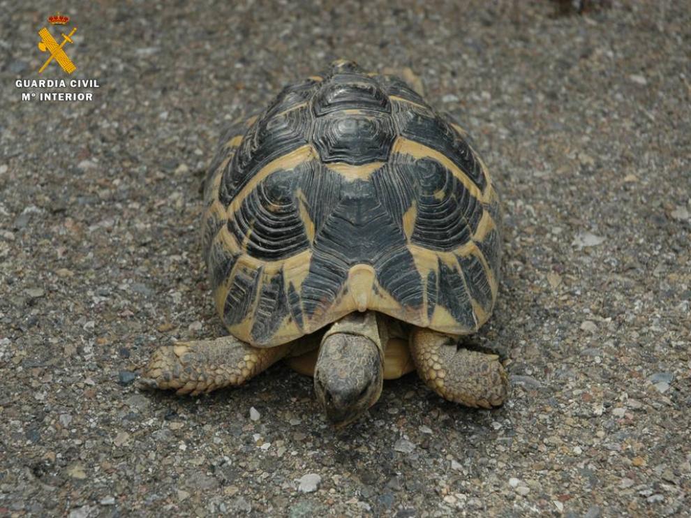 El ejemplar de tortuga se encuentra a salvo en el centro del Seprona en La Alfranca