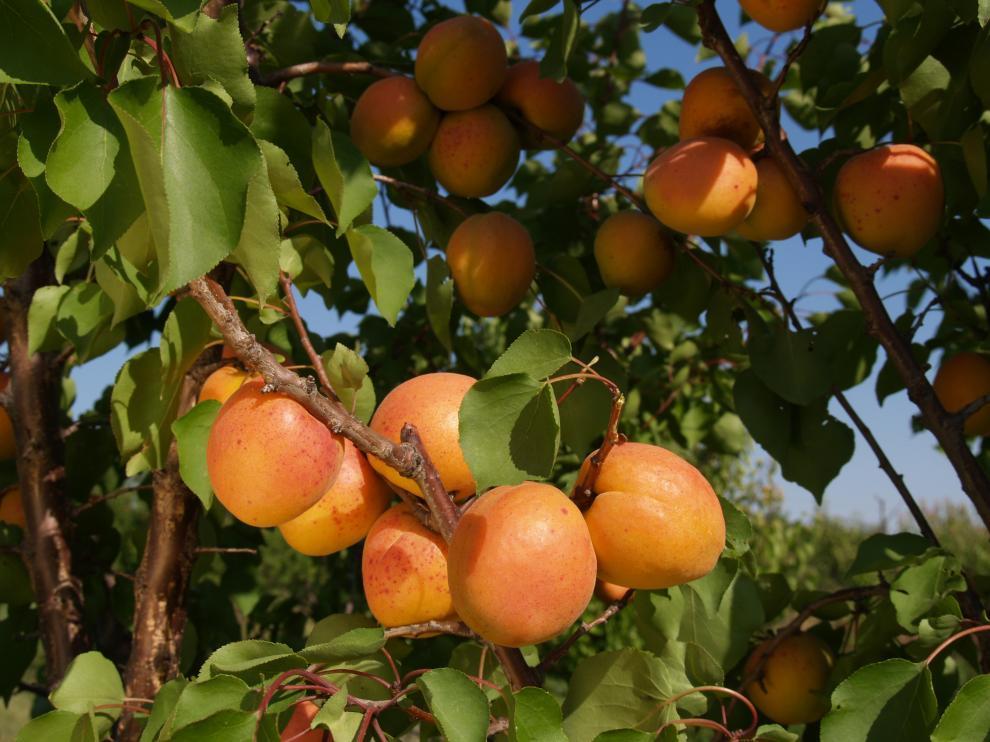 La comercialización de fruta en países muy lejanos es complicada por su cualidad perecedera.