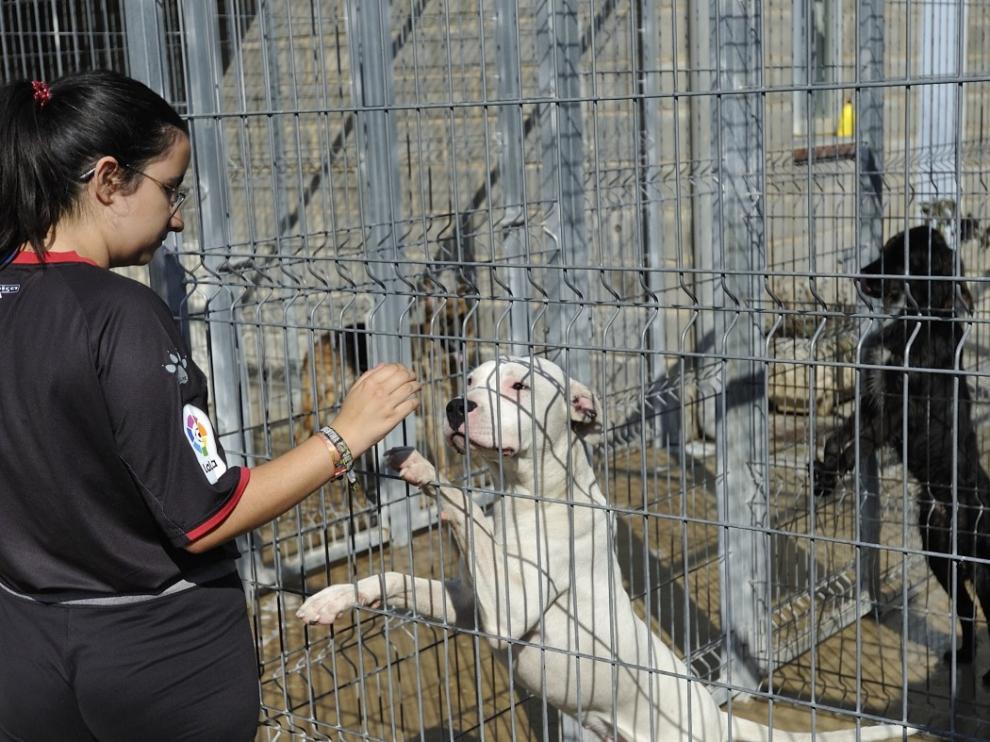 Animales en el centro de acogida de Huesca.
