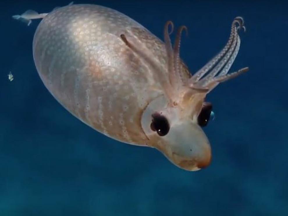 Este pequeño calamar lechón fue avistado en la expedición Nautilus.