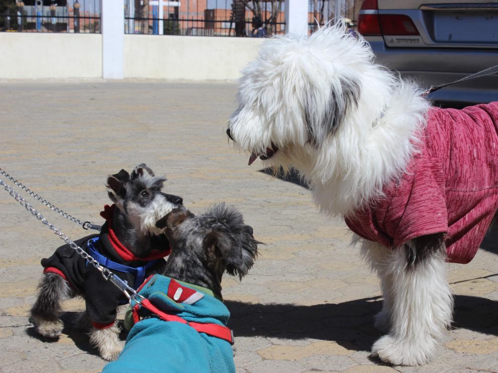 En el Registro de Identificación de Animales de Compañía de Aragón hay dadas de alta unas 289.000 mascotas. El 98% de ellas son perros.