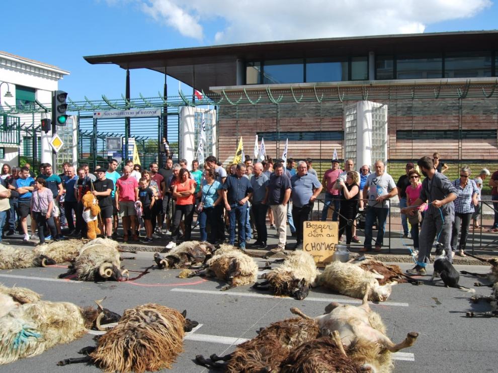 Ovejas muertas en la protesta frente a la subprefectura de Bayona.