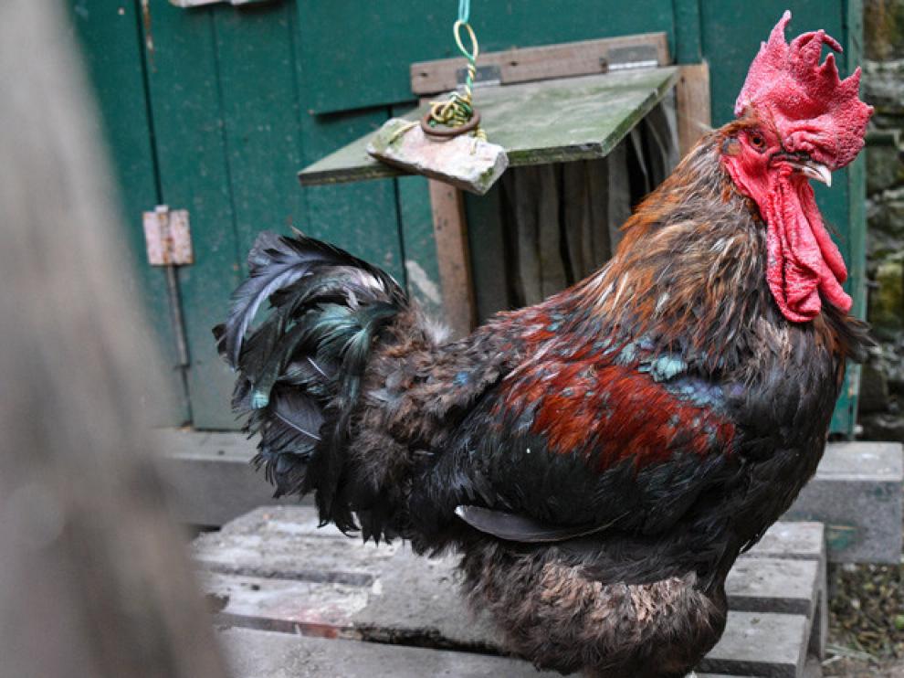 Maurice, símbolo del mundo rural.