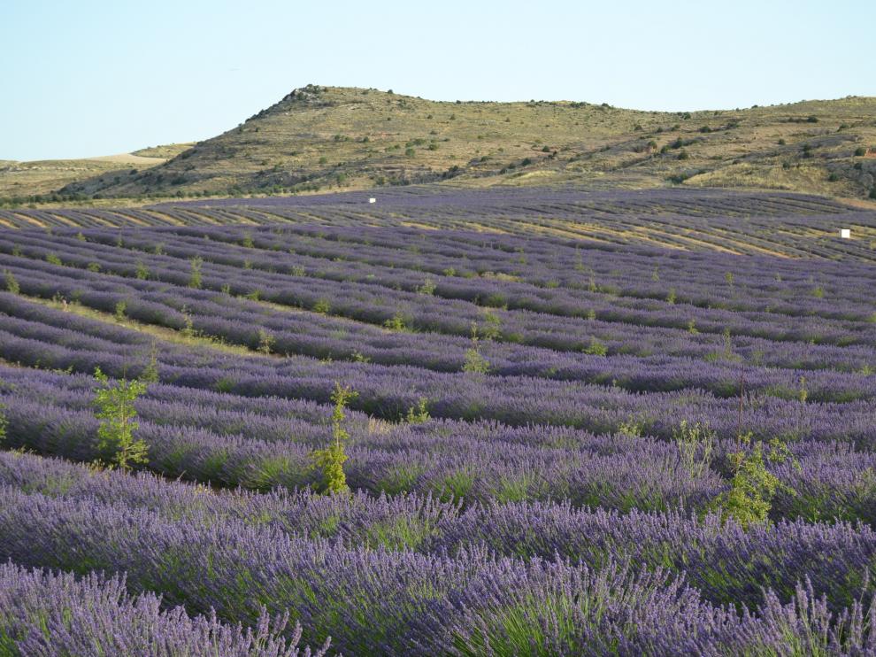 Plantación de lavandín del Grupo Térvalis, uno de los pioneros en apostar por este tipo de cultivos.