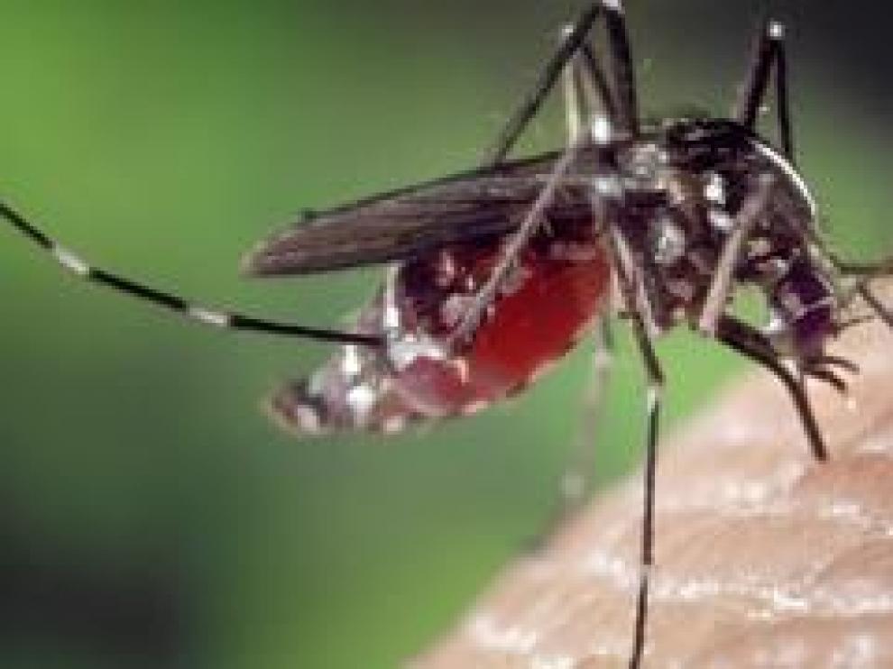 El mosquito tigre, la garrapata, el chinche o la araña reclusa parda mediterránea son algunos insectos que se pueden encontrar fácilmente y que conviene evitar. Además de la picadura, pueden transmitir más de una enfermedad.