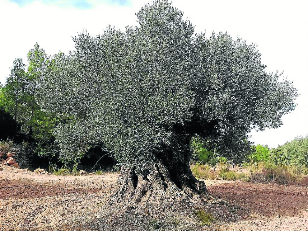 Olivo centenario de Belmonte de San José que se incluirá en el catálogo en ejemplares singulares