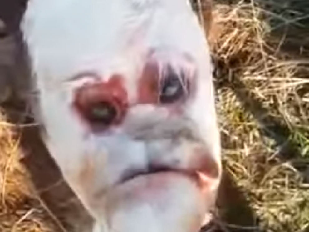 Nace un ternero con cara humana en Argentina.