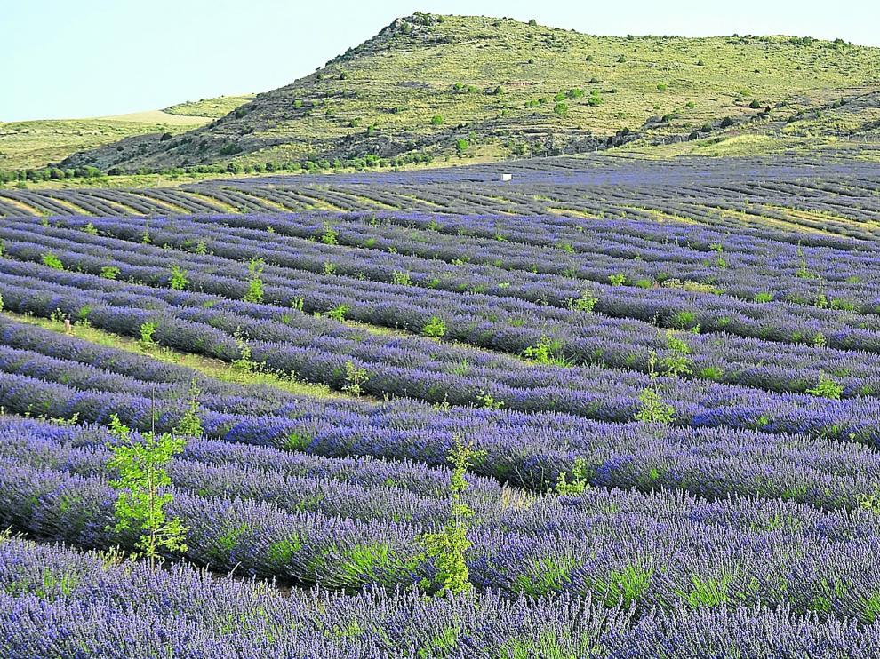 Plantación de lavandín del Grupo Térvalis, uno de los pioneros en apostar por este tipo de cultivos.
