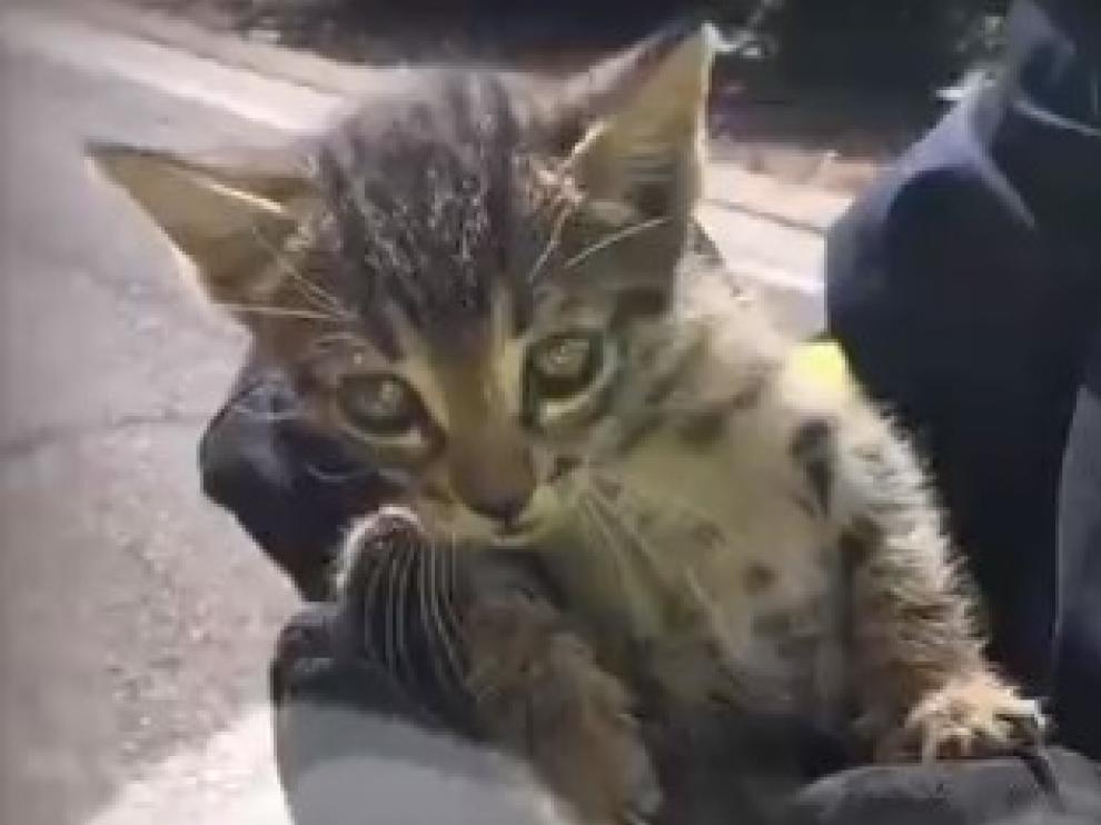 La Policía rescata un gatito y un cachorro de perro en Zaragoza