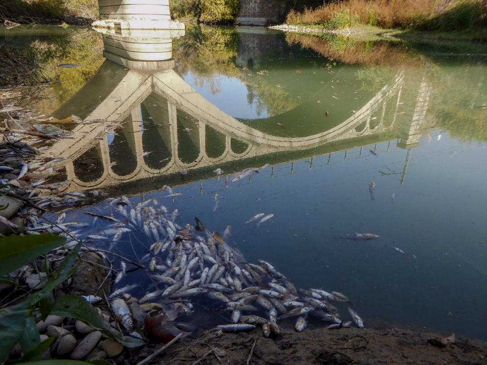 Un episodio de mortandad de peces en el Cinca en 2017.