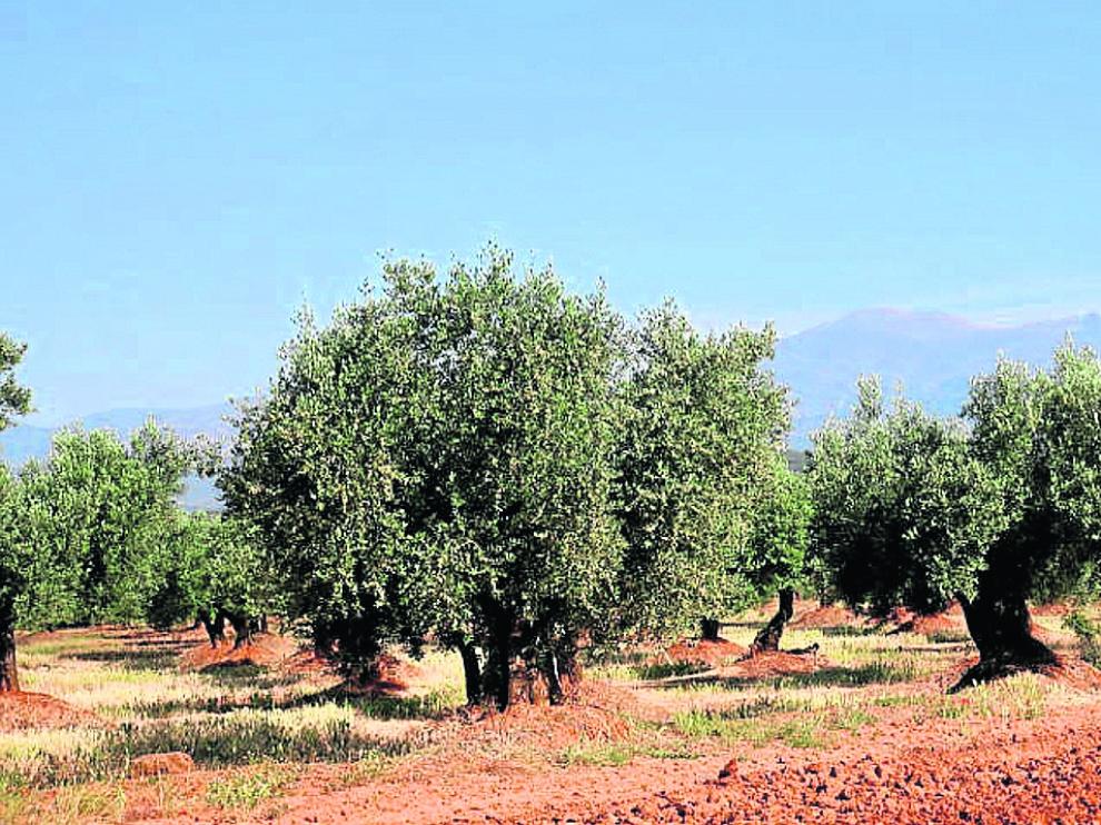 Olivares de la comarca oscense del Somontano, en la que existen hasta 19 variedades de aceitunas.
