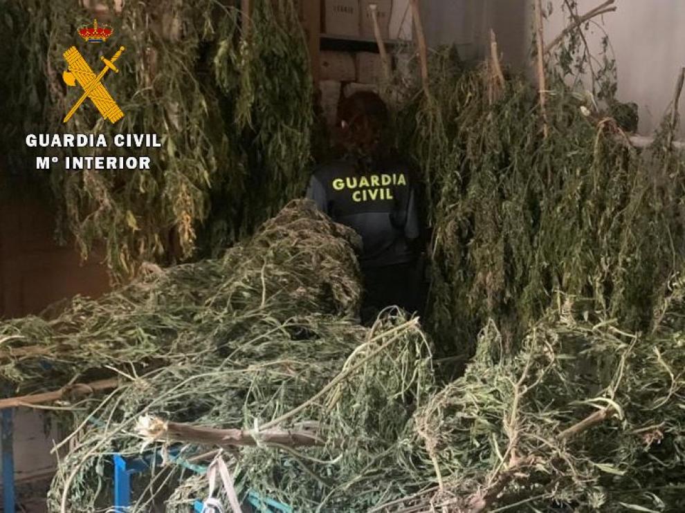 La plantación de marihuana de Pallaruelo de Monegros estaba camuflada en un campo de maíz.