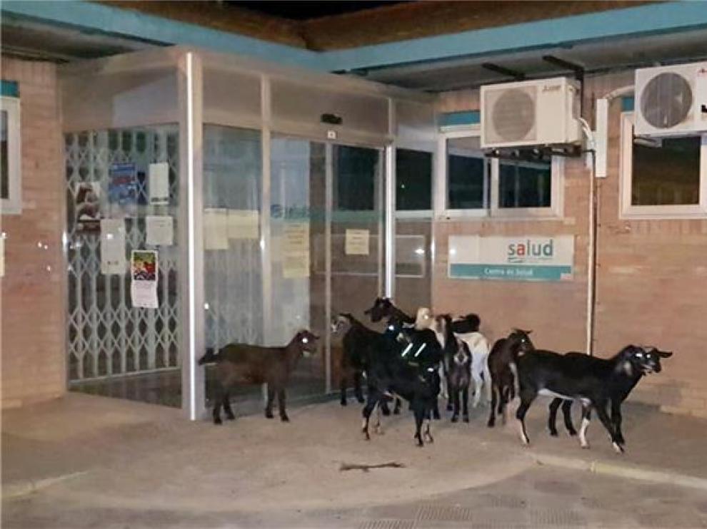 El grupo de cabras, a las puertas del centro de salud de Sariñena.