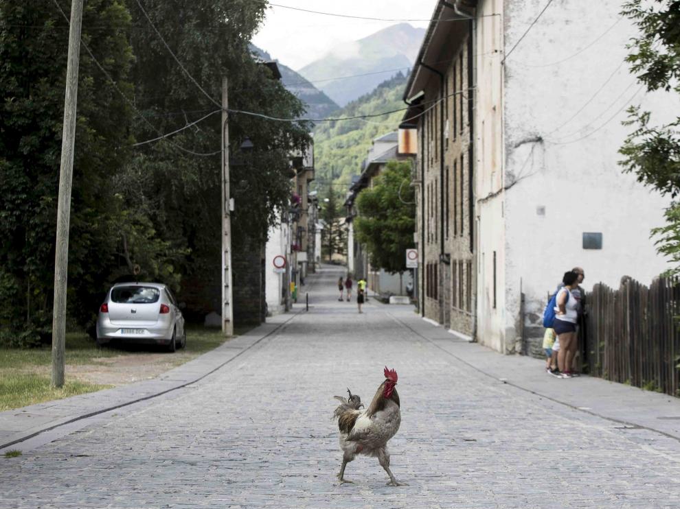 Una gallina cruza la calle en Canfranc pueblo
