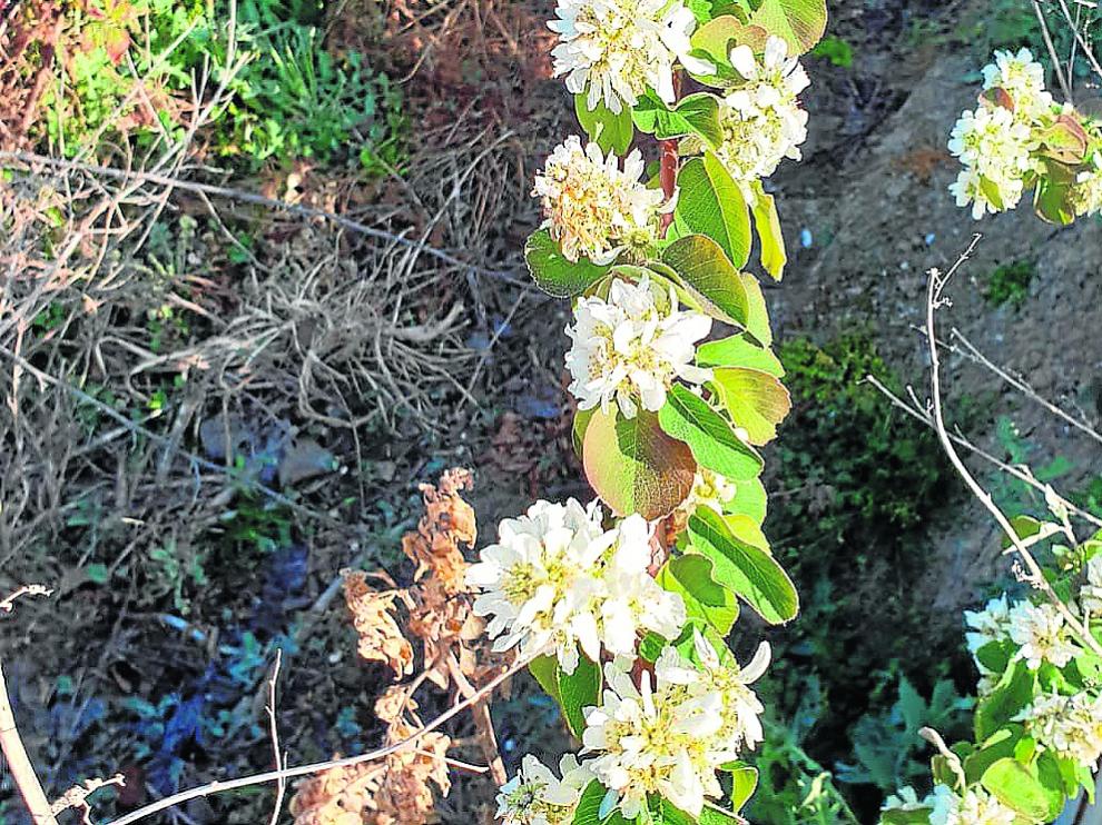 Cultivos de guillomo en plena floración en los ensayos aragoneses.
