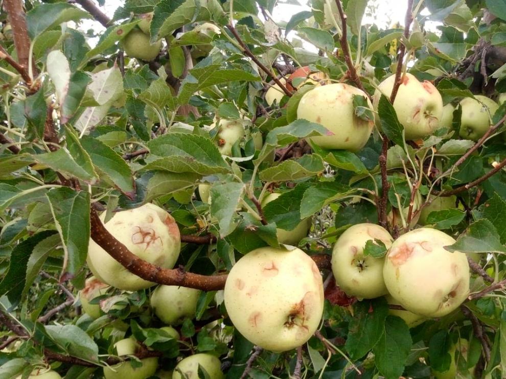 Cultivos de manzana afectados por las tormentas de granizo.