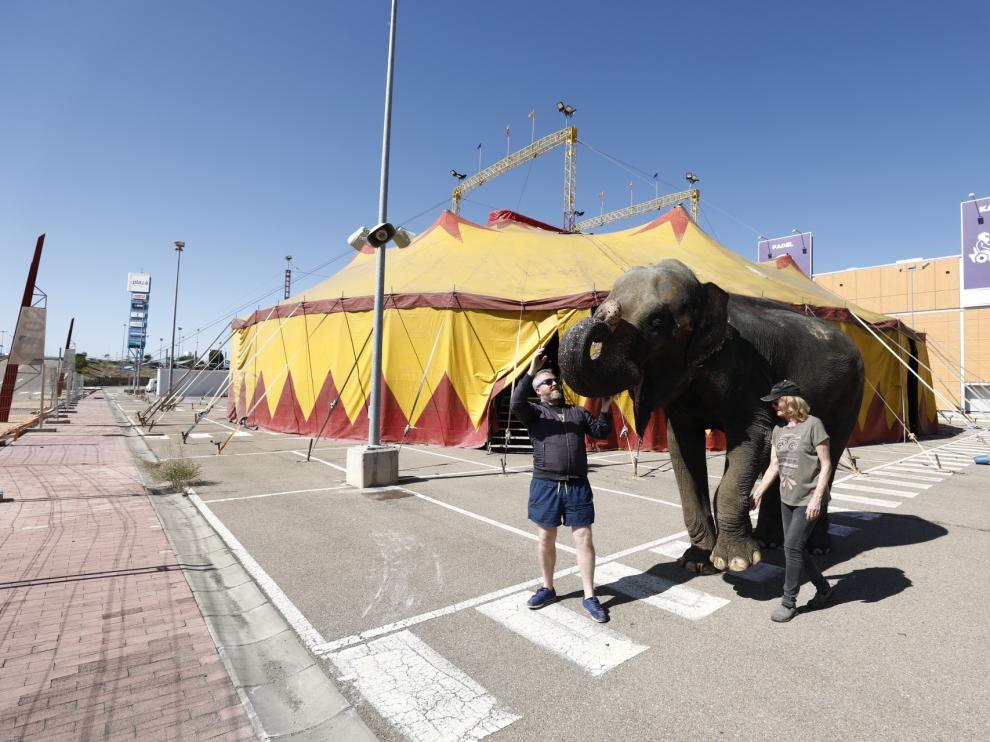 El elefante 'Dumba' ya está instalado en el aparcamiento exterior de Plaza Imperial.