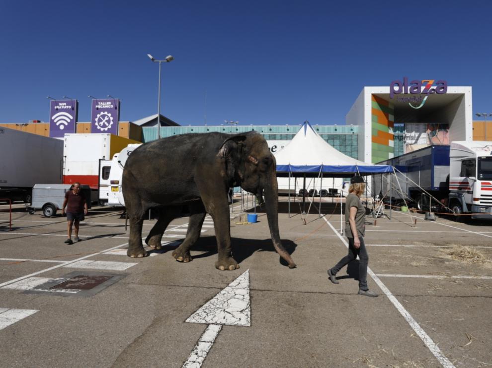 El elefante 'Dumba' ya está instalado en el aparcamiento exterior de Plaza Imperial.
