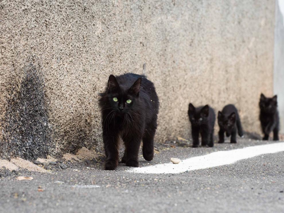Los gatos no son dóciles, pero tampoco peligrosos.