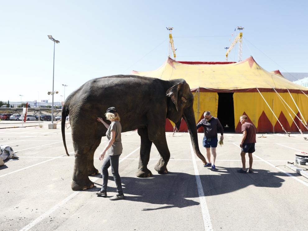 El elefante 'Dumba' ya está instalado en el aparcamiento exterior de Plaza Imperial.