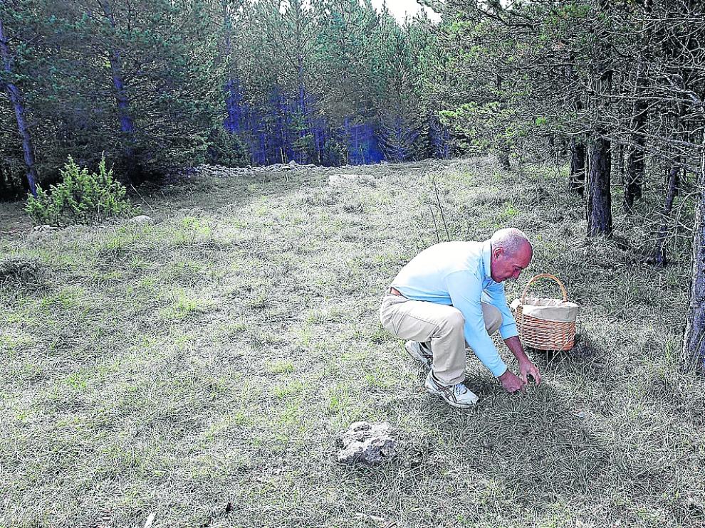 Un recolector de setas en el coto micológico de Mosqueruela.