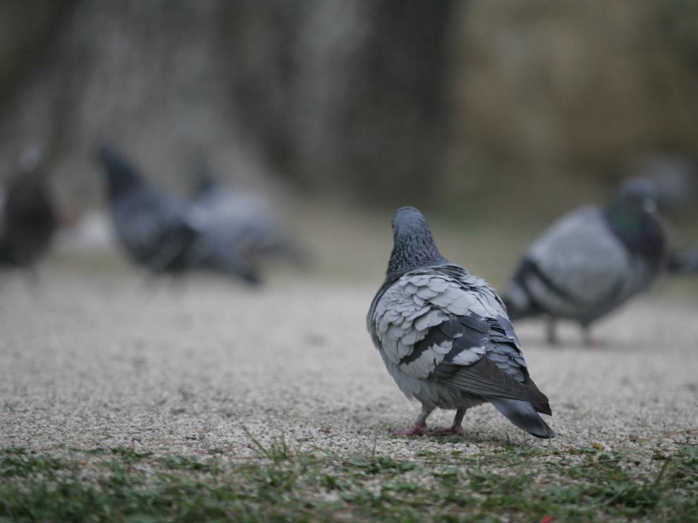 Las plaga de palomas causa problemas en calles y viviendas de Barbastro.