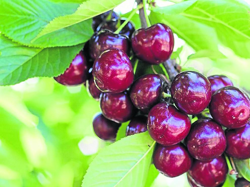 La calidad de las cerezas del Aranda y Calatayud buscan el reconocimiento con una marca europea.