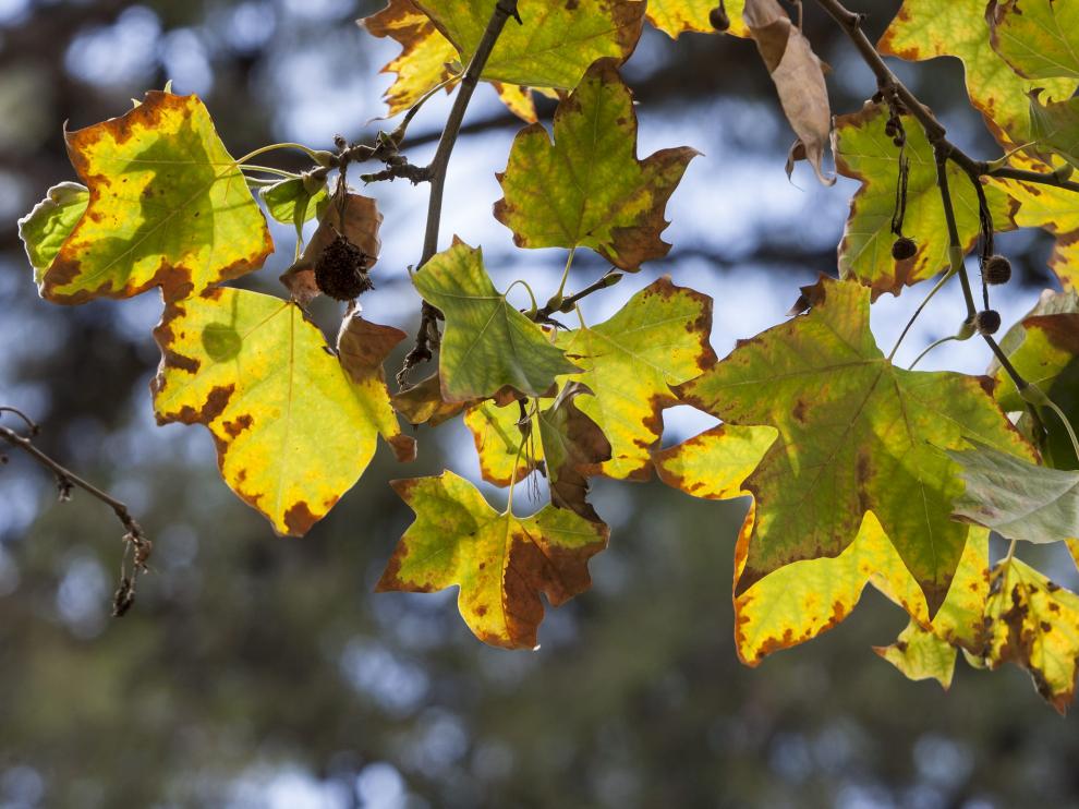 La codicia humana es tan natural como el árbol que a veces hay que podar.