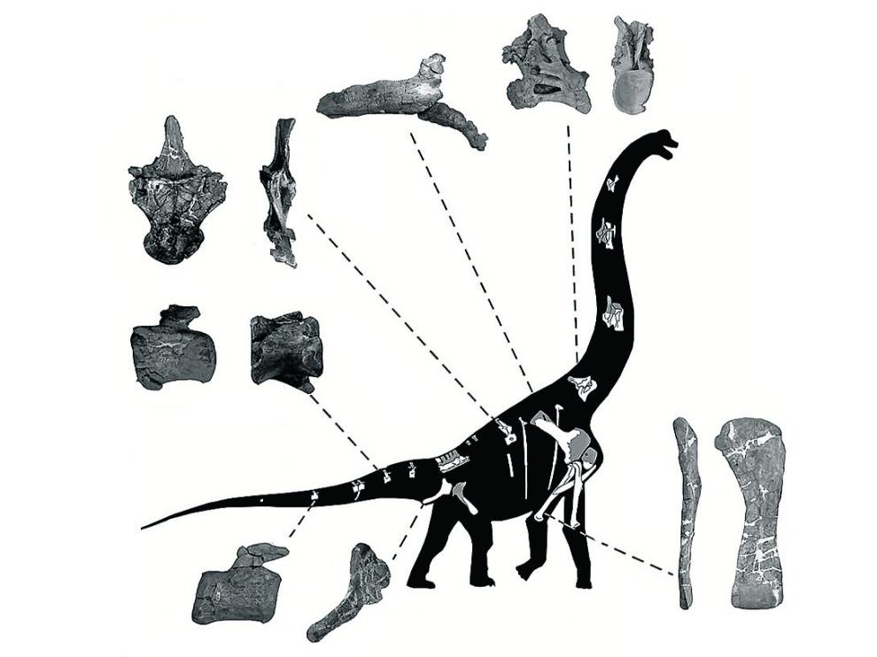 Las piezas del Galvesaurus herreroi