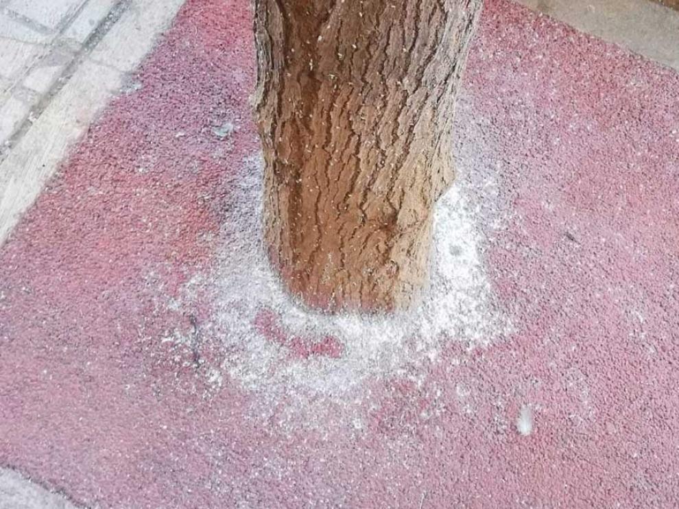 Restos de cochinilla algodonosa en un árbol de la avenida de Huesca de Alcañiz.
