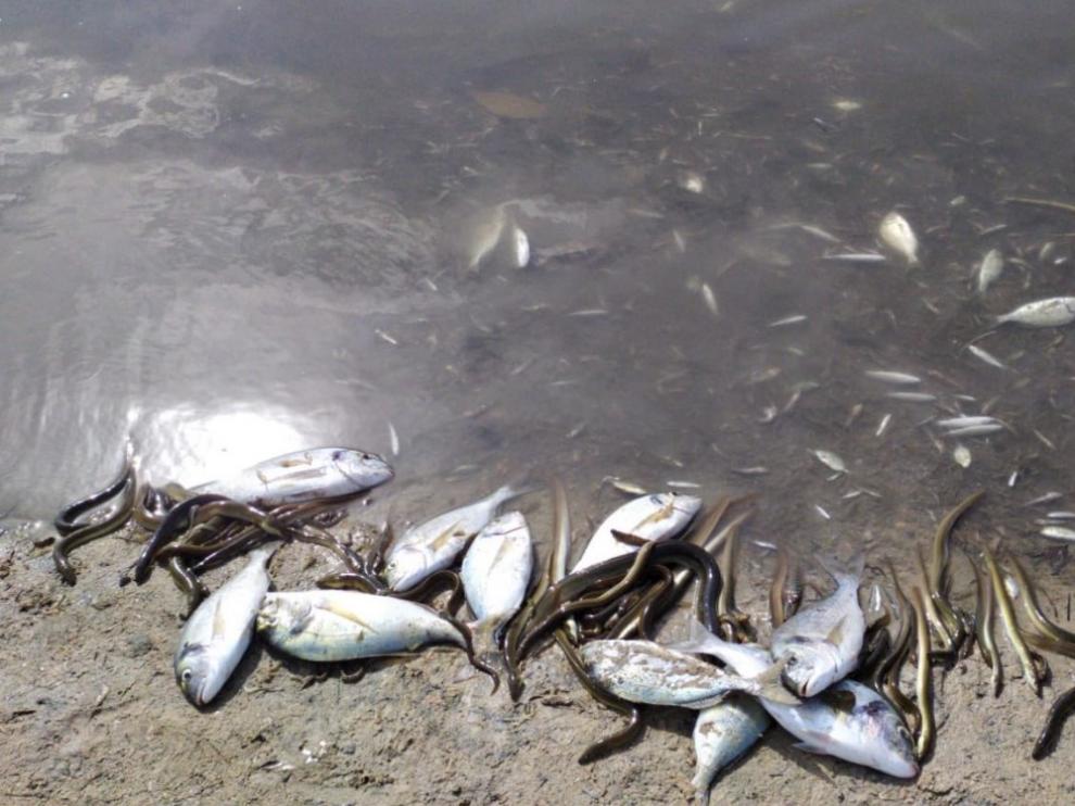 Peces muertos en el Mar Menor (Murcia).